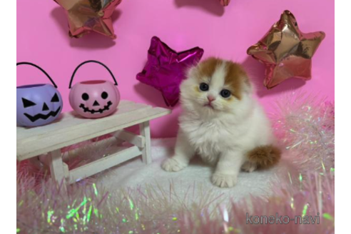 成約済の大阪府のスコティッシュフォールド-68371